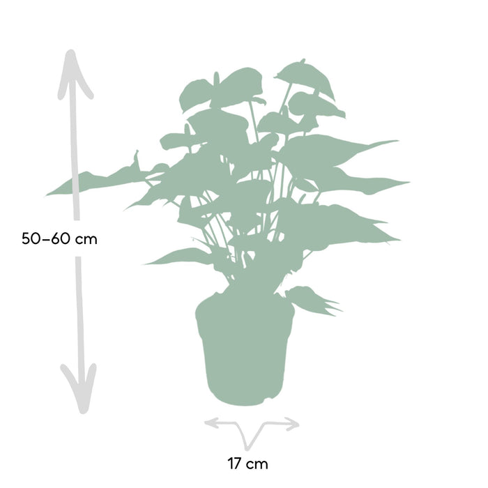 Anthurium Red - ↕55cm - Ø17cm