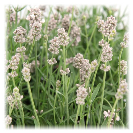 Lavandula Angustifolia Felice® - Lavendelpflanzen - Ø12cm - 6x