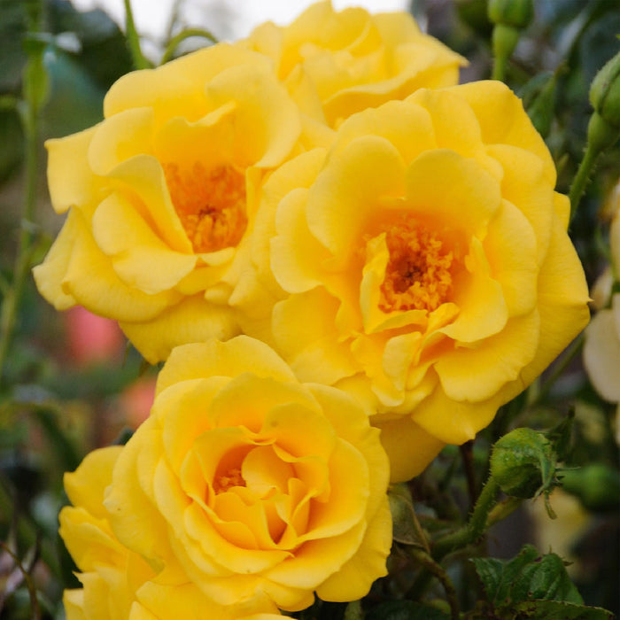 Klimroos - Rosa Spring Queen -Bloem  Geel - Weinig onderhoud - 2 planten - Pot 11cm Hoogte 40cm