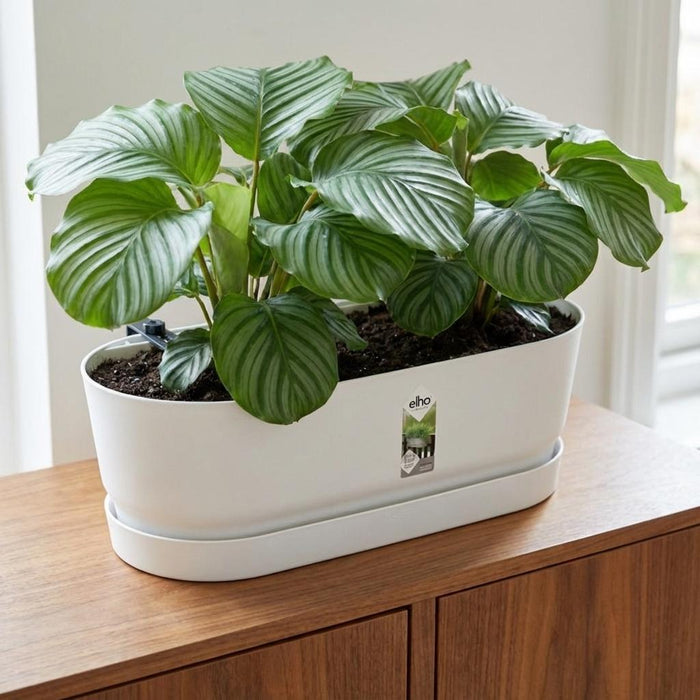 Balkonbak Elho Greenville Easy Balcony D25cm - Wit - Bloembak