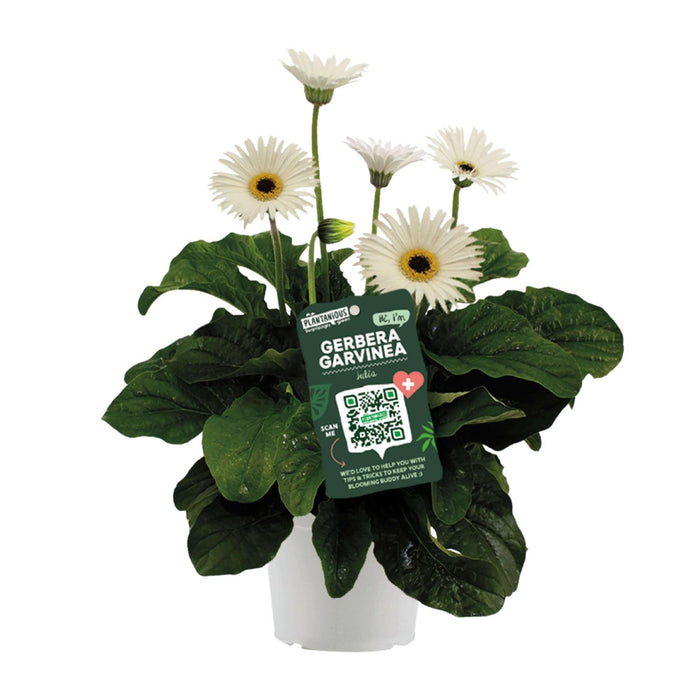 Garvinea Gerbera Wit - ↕50cm - Ø19cm