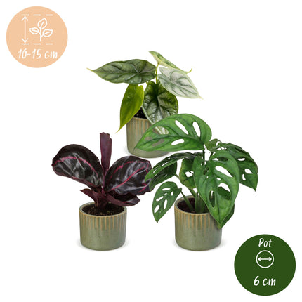 Baby Planten Jungle Mix - Diversen 3x - Tropisch - incl. Linnea Olive - Ø6cm - ↕10-15cm