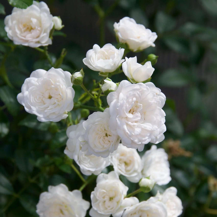 Rosa White Fairy - Roos - Winterhard - Wit - 3 Planten - Pot 12cm - Hoogte Hoogte 20-25cm