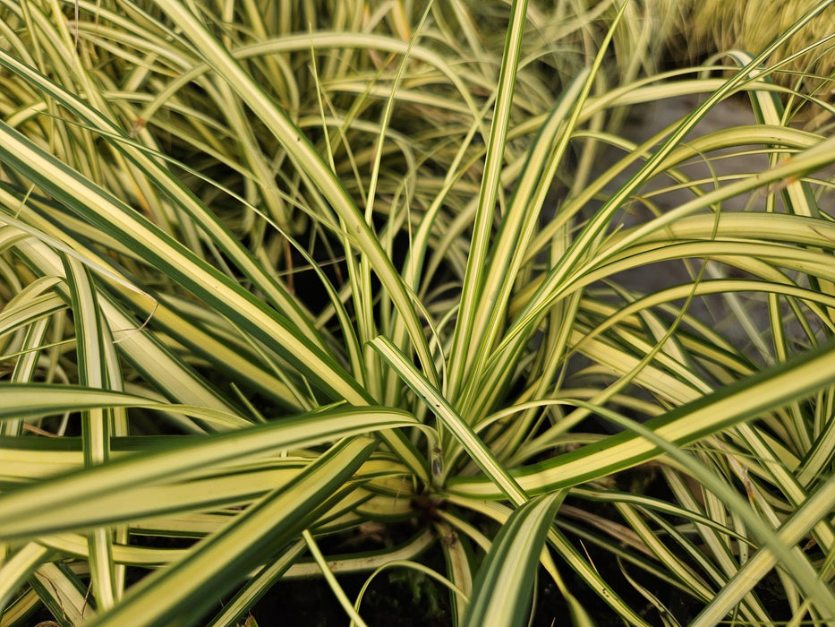 Carex oshim. 'Evergold'  - ↕10-25cm - Ø9cm - 24x