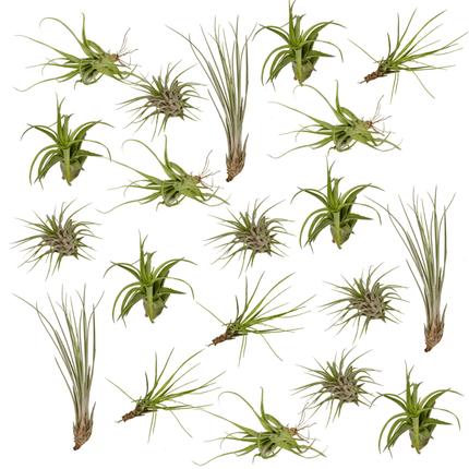 Tillandsia Air mix - Air plants - 20x - Ø6cm