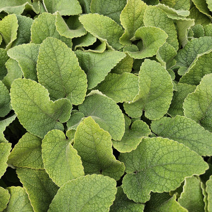 Phlomis russeliana - ↕10-25cm - Ø9cm - 24x