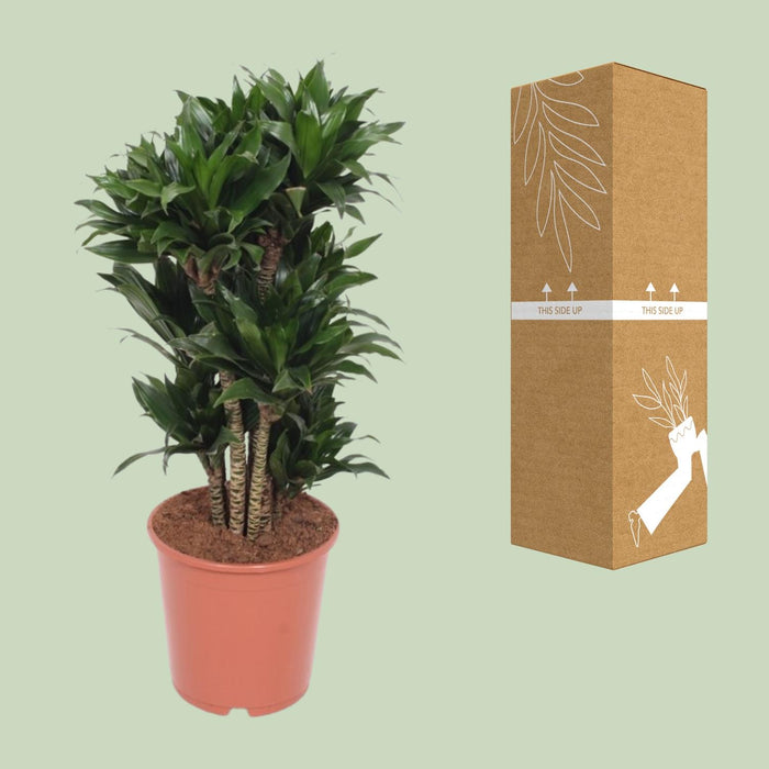 Dracaena Compacta - Drakenplant - ↕80cm - Ø24cm