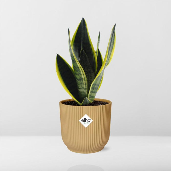 Sansevieria Futura Superba - Vrouwentong - in elho Vibes Fold Ø14cm geel