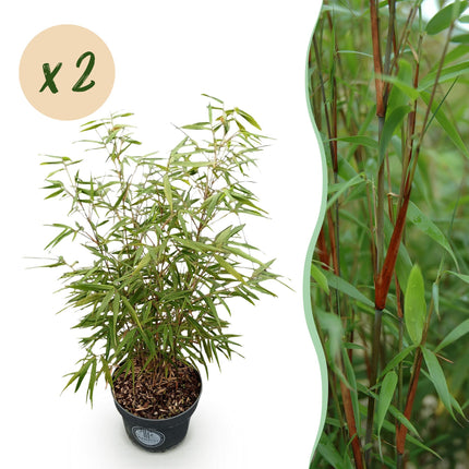 Fargesia scabrida Asian Wonder - Niet Woekerende Bamboe - ↕80cm - Ø23cm - 2x