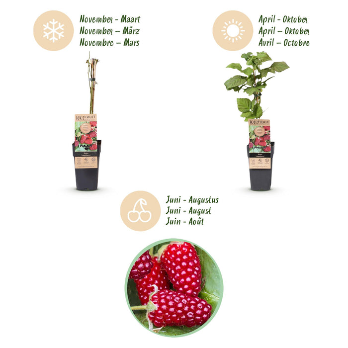 Rubus Thornless Loganberry - Braamboos - Rode Vrucht - ↕50cm - Ø15cm - 2x