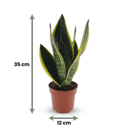 Sansevieria Future Superb - Vrouwentong - met Potter Grijs - Pot 12cm - Hoogte - 35cm