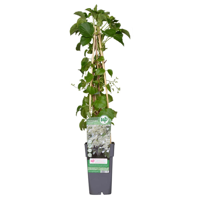 Hydrangea Petiolaris - Klimhortensia - ↕65cm - Ø15cm