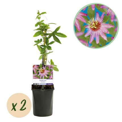 Passionsblomst - Passiflora Anastasia - Lyserød blomst - ↕40cm - Ø11cm - 2x
