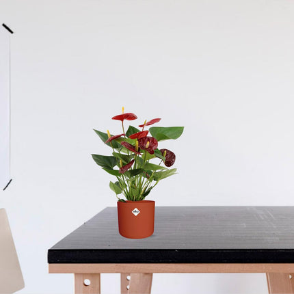 Anthurium Calon - ↕36cm - Ø12cm
