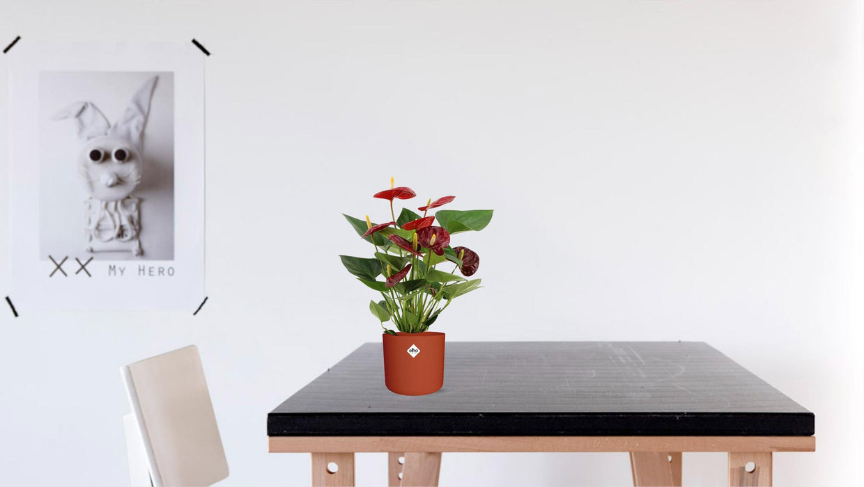 Anthurium Calon - ↕36cm - Ø12cm