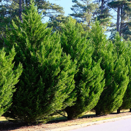 Cupressocyparis Leylandii - Piante da siepe - fogliame verde - 8 piante - 1 metro lineare - ↕35-40cm - Ø9cm