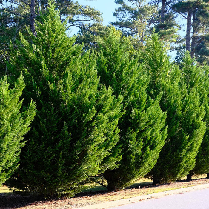Haagplanten - Cupressocyparis leylandii - blad groen - 8 planten - 1 strekkende meter - groenblijvend - pot 9cm hoogte 35-40cm