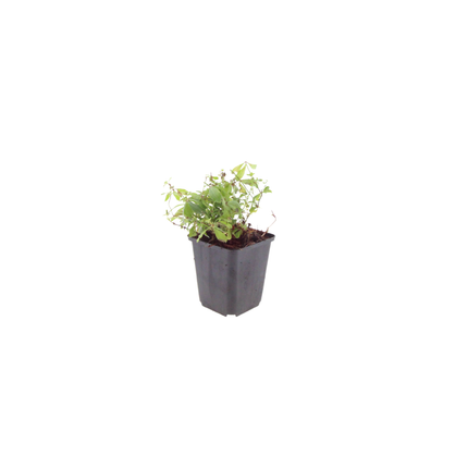 Galium odoratum - Asperula dolce - ↕10-25cm - Ø9cm - 6x