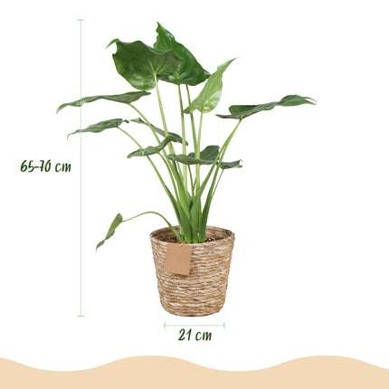 Alocasia Cucullata - Mano de Buda - con cesta - ↕65-70 cm - Ø21 cm