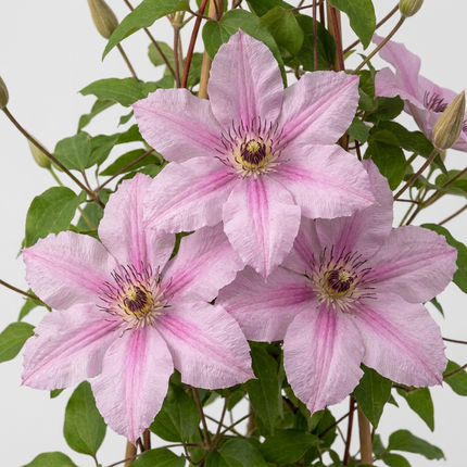 Clematis Hagley Hybrid 6x - Bosrank - Roze - Klimplant - Ø9cm - ↕35cm
