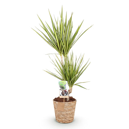 Dracaena Sunray – Drachenbaum – mit Korb – Topf 17 cm – Höhe 70–75 cm