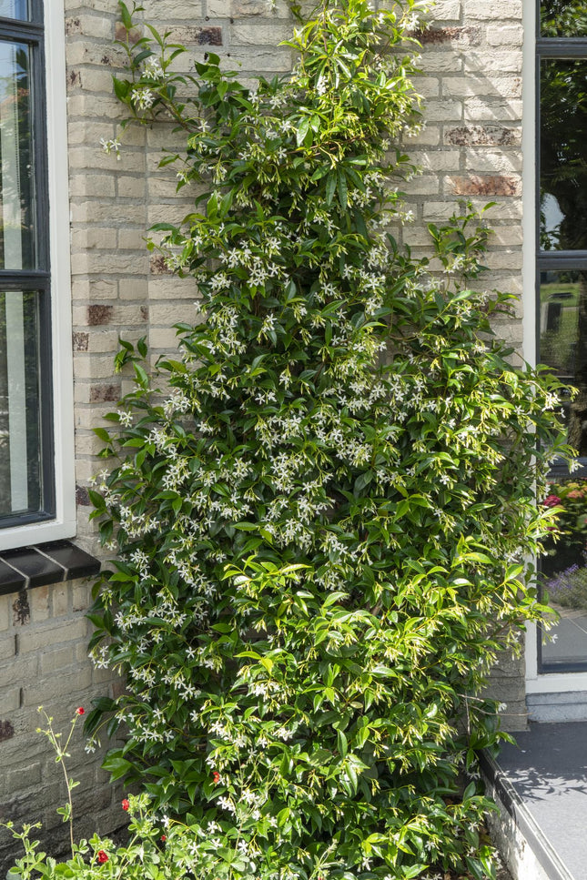 Trachelospermum 'Star of Venice' - Star Jasmine - ↕65cm - Ø15cm - 2x