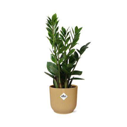 Zamioculcas – ZZ Plant - ↕45-50 in elho Vibes Fold Ø14cm yellow