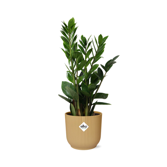 Zamioculcas – Hoogte 45-50 in elho Vibes Fold Ø14cm geel