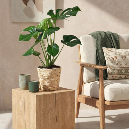 Monstera Deliciosa - Gatenplant - met mand - ↕70-80cm - Ø21cm