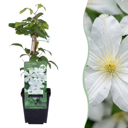 Clematis Jackmanii Huldine - Bosrank 4x - Wit - Klimplant - Ø9cm - ↕35cm