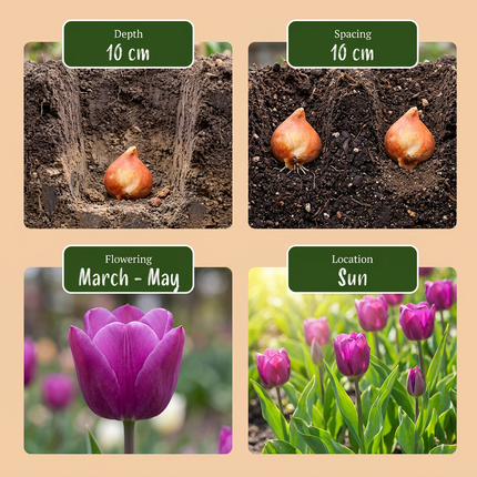 500x Bulb Garden Mix - Bloembollen - Bollentuinmix - Diversen - Zomerbloeier - Bolmaat 10/12