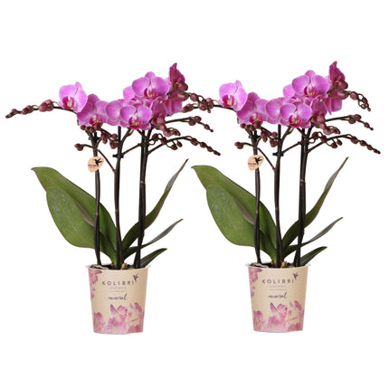 COMBI DEAL van 2 Roze Phalaenopsis orchideeën - Vienna - Ø9cm | bloeiende kamerplant