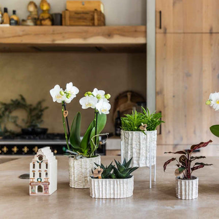 Kolibri Home | Oyster sierpot - Ø6cm