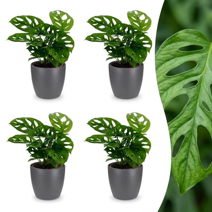 Monstera Adansonii - Rhaphidophora Tetrasperma - 4x - met Potter Grijs - Pot 12cm - Hoogte 25cm