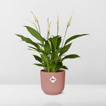 Spathiphyllum Torelli  - Lepelplant - met elho Vibes Fold Ø14cm roze - ↕30-40cm
