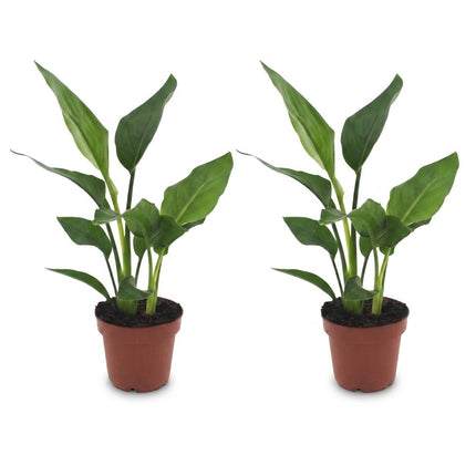 Strelitzia Reginea - Paradijsvogelplant - ↕35cm - Ø12cm - 2x