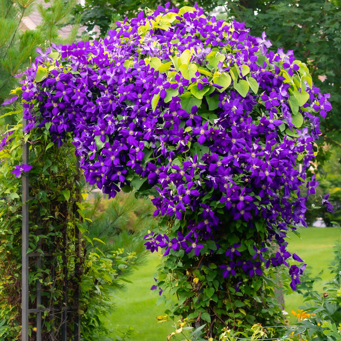 Clematis Jackmanii - Bosrank - Bloem Blauw - ↕40cm - Ø11cm - 2x