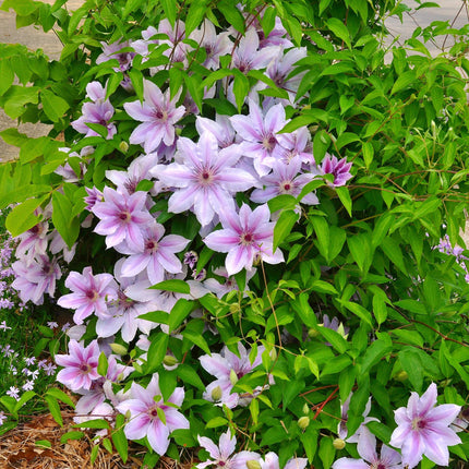 Clematis 'Nelly Moser' – Waldrebe – Rosa Blüte – ↕40 cm – Ø11 cm – 2 Stück