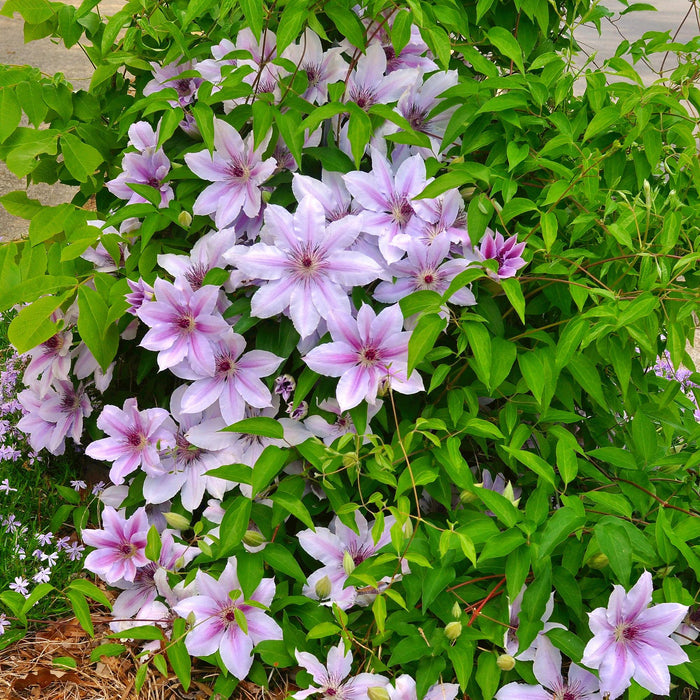 Clematis Nelly Moser - Bosrank - Bloem Roze - ↕40cm - Ø11cm - 2x