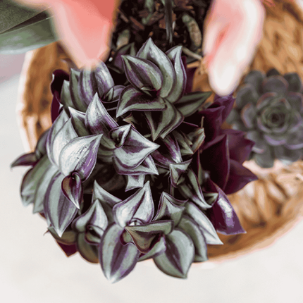 Tradescantia Zebrina - Vaderplant - Kolibri Greens - Ø9cm