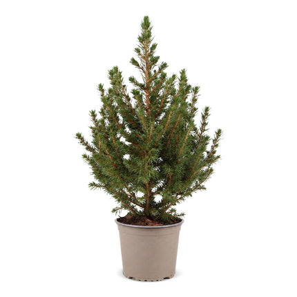 Picea glauca Conica - Kegelspar - Groen - Kerstboom - Ø13cm - ↕45cm