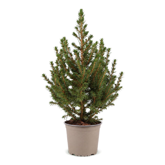 Picea glauca Conica - Kegelspar - Groen - Kerstboom - Ø13cm - ↕45cm