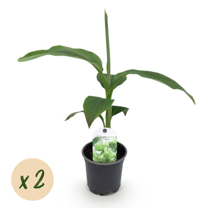 Pianta di banano - Musa Basjoo - ↕30cm - Ø12cm - 2x