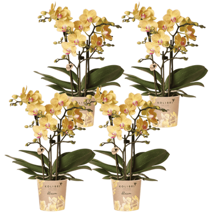 Kolibri Orchids | Combi Deal - 4 Gele Phalaenopsis Orchideeën Blossom Lima - Ø9 cm