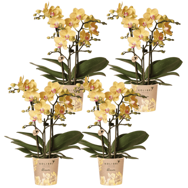 Kolibri Orchids | Combi Deal - 4 Gele Phalaenopsis Orchideeën Blossom Lima - Ø9 cm