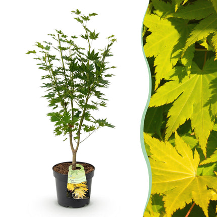 Acer palmatum Jordan - Japanse Esdoorn - Geel - ↕90cm - Ø26cm