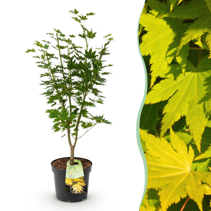 Acer palmatum Jordan - Japanse Esdoorn - Geel - ↕90cm - Ø26cm
