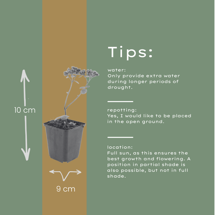 Sedum 'Matrona' - ↕10-25cm - Ø9cm - 24x