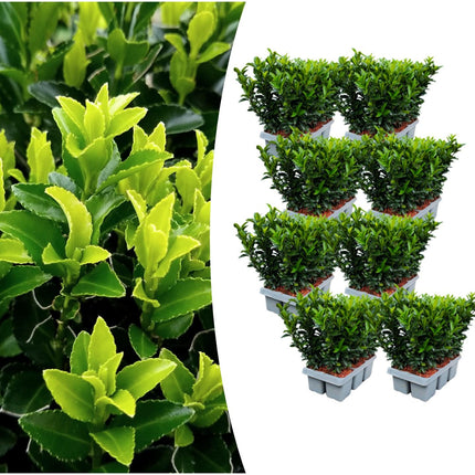 Euonymus 'Green Spire' - Chapeau de cardinal - ↕15cm - Ø7cm - 48x