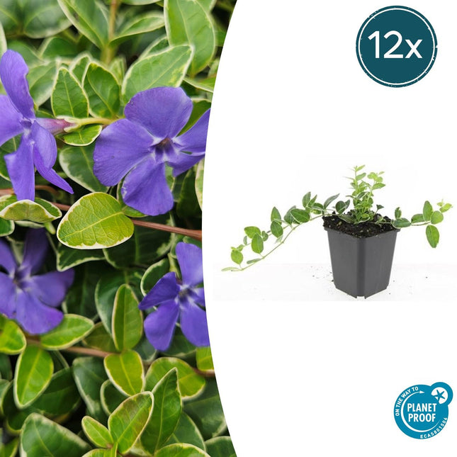 Vinca minor 'Argenteovariegata' - Petite pervenche - ↕10-25cm - Ø9cm - 12x
